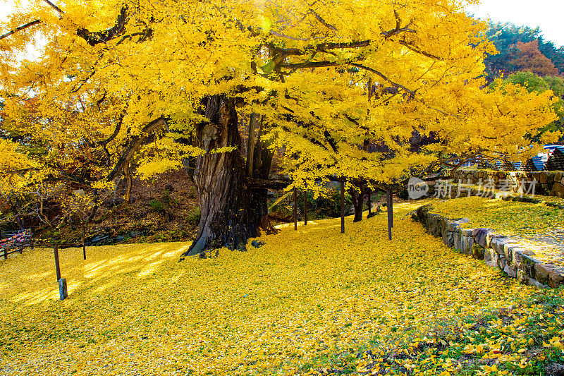 6 . ginggo leaves of yongguksa temple银杏叶